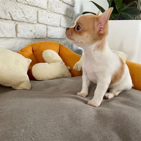 chihuahua for sale philippines price